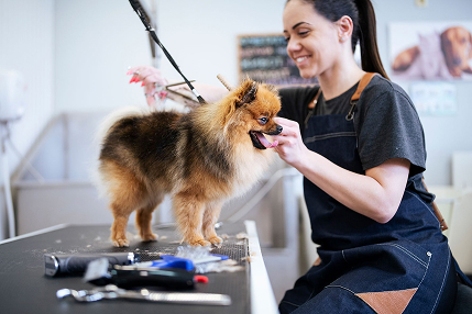 dog grooming
